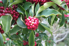 Image result for Ilex mitis