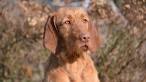 Pivot Kennels: Wirehaired Vizslas - Pivot Kennels ...