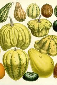 Image result for Cucurbita