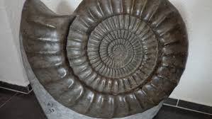 Body fossils the processes of fossilization are complex with many stages from burial to discovery body fossils of plants and animals almost always consist only of the skeletonized or toughened parts. The Story Behind 65 Million Year Old Ammonite Fossils Catawiki