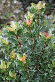 Image result for Rhaphiolepis umbellata