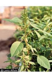 Image result for Amaranthus hybridus