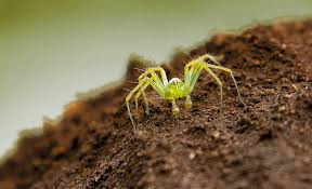 We did not find results for: Is This A Young Green Lynx Spider Observation Southern Africa Ispot
