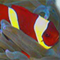 Forum For Discussing Topics Related To Bettas Also See The Betta Profile Betta Fish Care Guide B Best Fish For Aquaponics Indoor Aquaponics House On Wheels