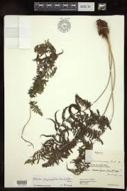 Image result for Athyrium lewalleanum