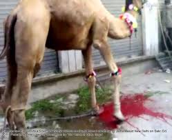 How does it matter whether the meat that is being shared is a goat or a camel? he asked. An Investigation On Illegal Camel Slaughter In Public Places By Kanishka Sharma And Sonya Ghosh Strays In