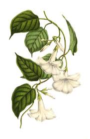 Image result for dipladenie suaveolens obrázek