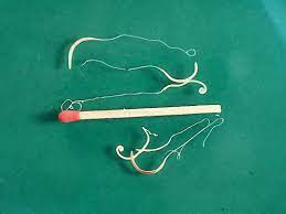 Maybe you would like to learn more about one of these? Whipworms In Dogs All About The Signs Diagnosis Treatment