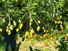 Image result for Clausena lansium