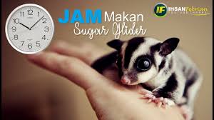 Jam Makan Sugar Glider Youtube