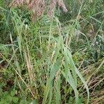 Image result for Phragmites mauritianus