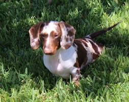 Litter of five puppies, will be extra small when grown. Debbie S Dachshunds Breeder Akc Puppies For Sale Fredericksburg Tx Dachshund Breeders Dachshund Puppies For Sale Dapple Dachshund
