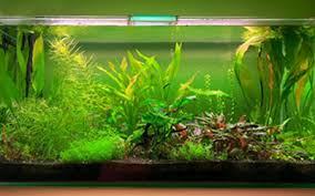 Best 10 Gallon Aquarium Kits For Beginners 2020 Aquariumnexus