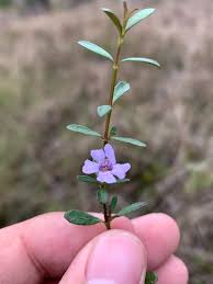 Image result for Dyschoriste trichocalyx