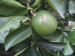 However, when symptoms are produced, one can observe leaf yellowing, leaf deformation, twig deformation, stunting, overblooming, and premature fruit drop. Citrus Disease On Lime Tree