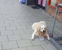 Dog waiting patiently outside CVS store