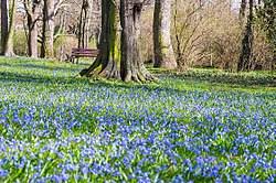 Image result for Scilla benguellensis