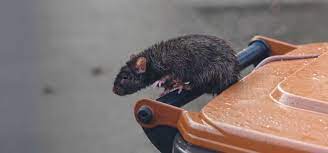 Professional pest control cost varies per exterminator, location, the degree of infestation and the size of the home. How Much Does It Cost For Rat Control Archives Debugged Sg The Pest Control Blog