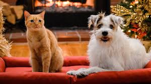 Free Zoom Background Of Hallmark Channel S Happy The Dog Happy Cat Pet Adoption Jack Russell