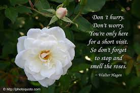 Please sign up on the form below to receive my free daily inspiration. Quotes Smell The Flowers Quotesgram