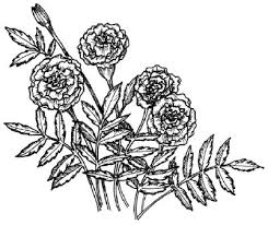 How To Draw A Marigold In 5 Steps Flower Drawing Flower Line Drawings Drawings
