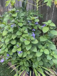 Image result for Barleria virgula