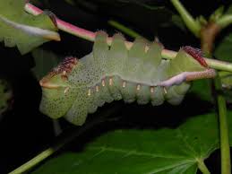 Image result for Sclerocroton cornutus