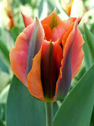 Tulip Artist Bluestone Perennials Planting Tulips Flower Seeds Fall Plants