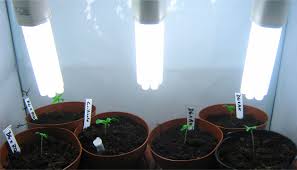 Check spelling or type a new query. Best Light Spectrum To Grow Cannabis Growdiaries