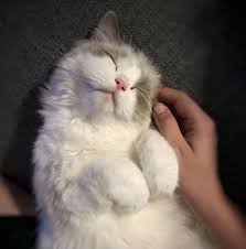 Ada beberapa ahli berpendapat bahwa demam dapat membantu kucing melawan penyakit. Ciri Ciri Kucing Sakit Berikut Cara Mengobatinya Agar Sehat Kembali Semua Halaman Kids
