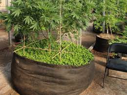 Pots best outdoor grow setup. Outdoor Cannabis Growing Pots Grow Bags Or Directly In The Soil Humboldt Seeds