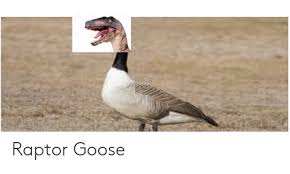 Duck attack man at work who taunts him and ends up falling and pants down. Raptor Goose Goose Meme On Me Me