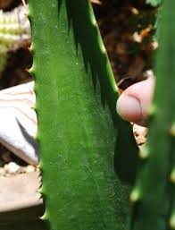 Image result for Aloe mzimbana