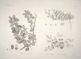 Image result for Balanites pedicellaris