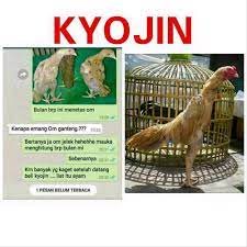Check spelling or type a new query. Manfaat Pakan Ayam Kyojin Tentang Kolam Kandang Ternak