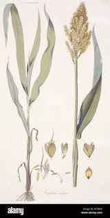 Image result for Sorghum bicolor