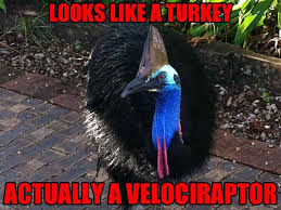 Cassowary Spotting North Queensland S Obsession With Weird Dinosaur Birds Tropic Days