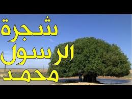 الشجرة التي باركها الرسول محمد ﷺ فعاشت 1500سنة حتى يومنا هذا فهل هي حقيقية youtube bart simpson simpson