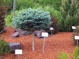 Everything with it was perfectly fine until about 2 weeks ago when i noticed a little bit of browning and falling off needles. Dwarf Globe Blue Spruce Trees Knecht S Nurseries Landscaping
