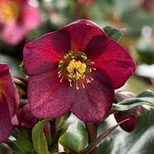Hellebore Hgc Ice N Roses Red Lenten Rose Flower Pots Shade Perennials