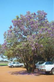 Image result for Bolusanthus