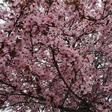 Pink flowering trees zone 5. Top 13 Flowering Trees For Small Gardens