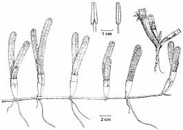 Image result for Cymodoceaceae