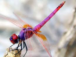 Black And Purple Dragonfly Beautiful Purple Dragonfly Dragonfly Dragonfly Dreams Beautiful Bugs
