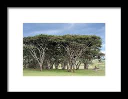 Image result for Acacia abyssinica