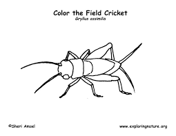 Check spelling or type a new query. Cricket Coloring Page