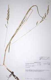 Image result for Echinochloa haploclada