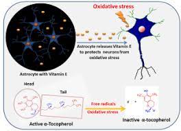 Vitamin E A Nutritional Supplementation For Curbing Age Related Neurodegenerative Diseases Progression