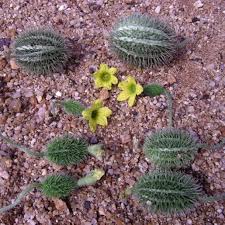 Image result for Cucumis zeyheri