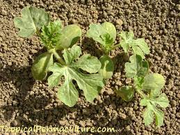 On watermelon, the disease is mainly confined to the foliage (leaves and petioles), although seedling blight and fruit rot occasionally occur. Growing Watermelons How To Grow Watermelon Plants From Seed